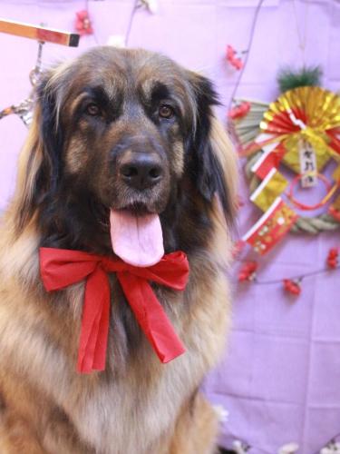 20230126シェリーちゃん